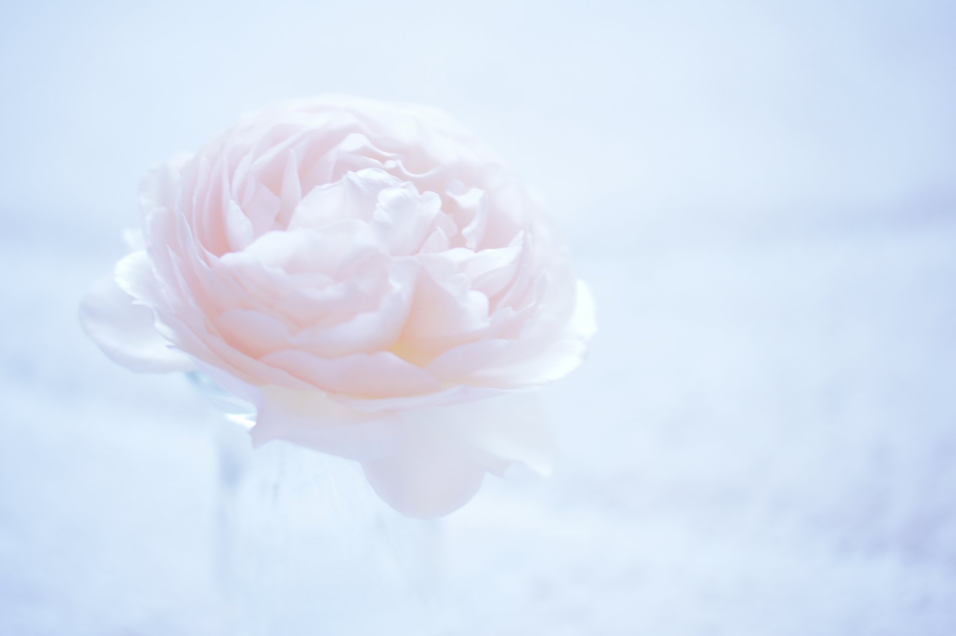 camellia flower close up pink background light