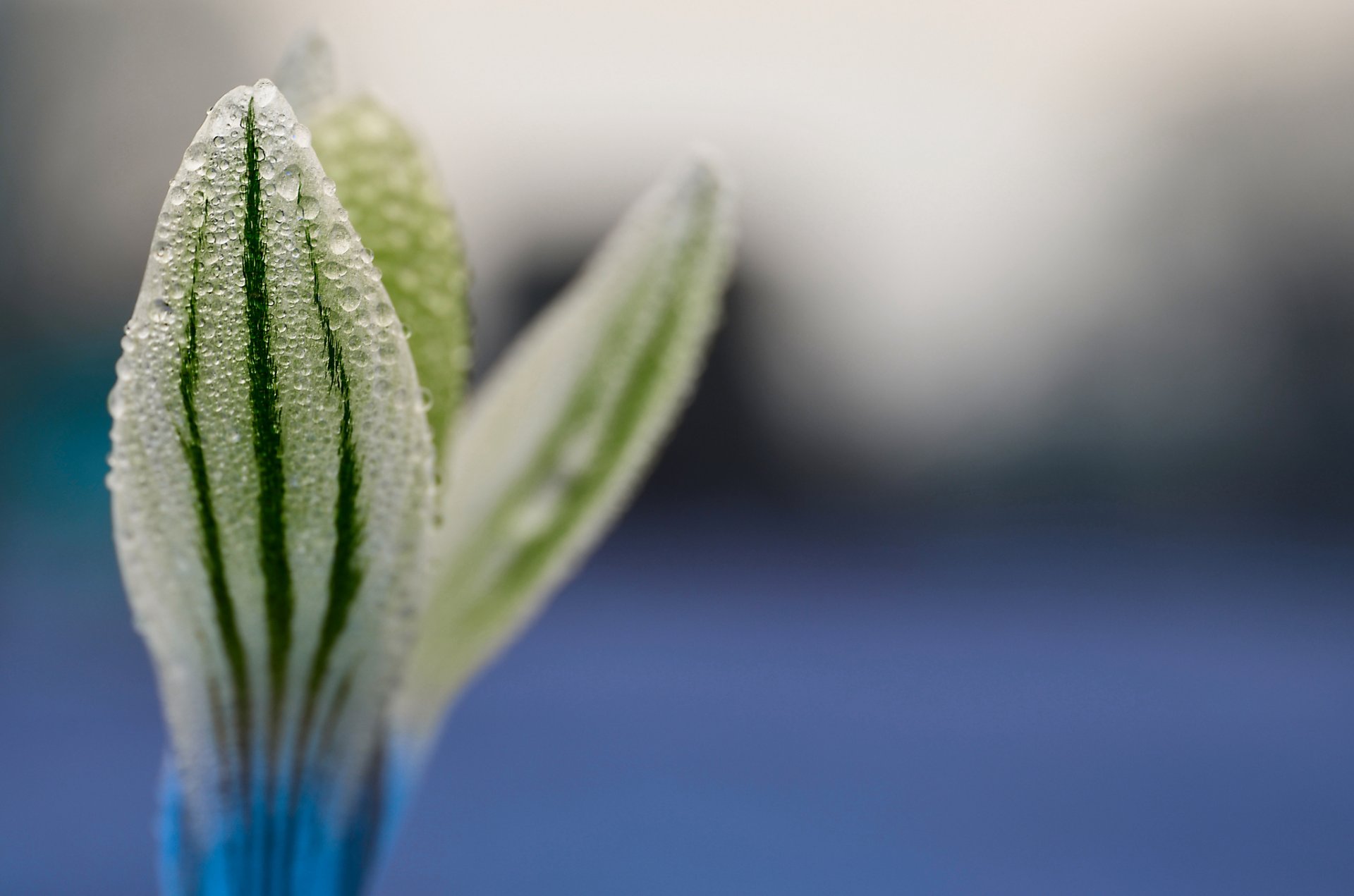 macro flor gotas fabio cecchin