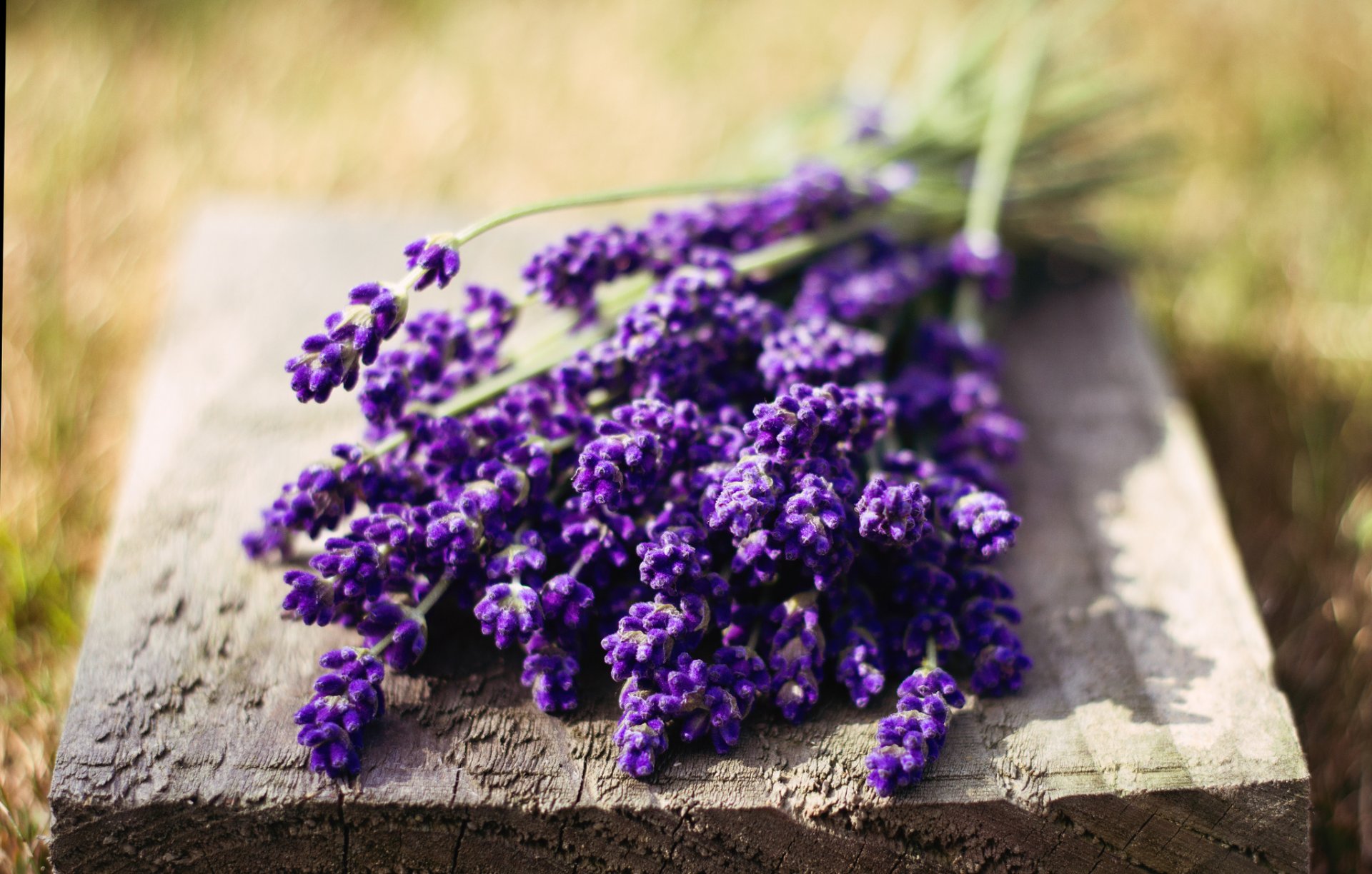 macro fiori fiori lavanda viola ricco fiore natura verde sfocatura sfondo carta da parati widescreen schermo intero widescreen widescreen