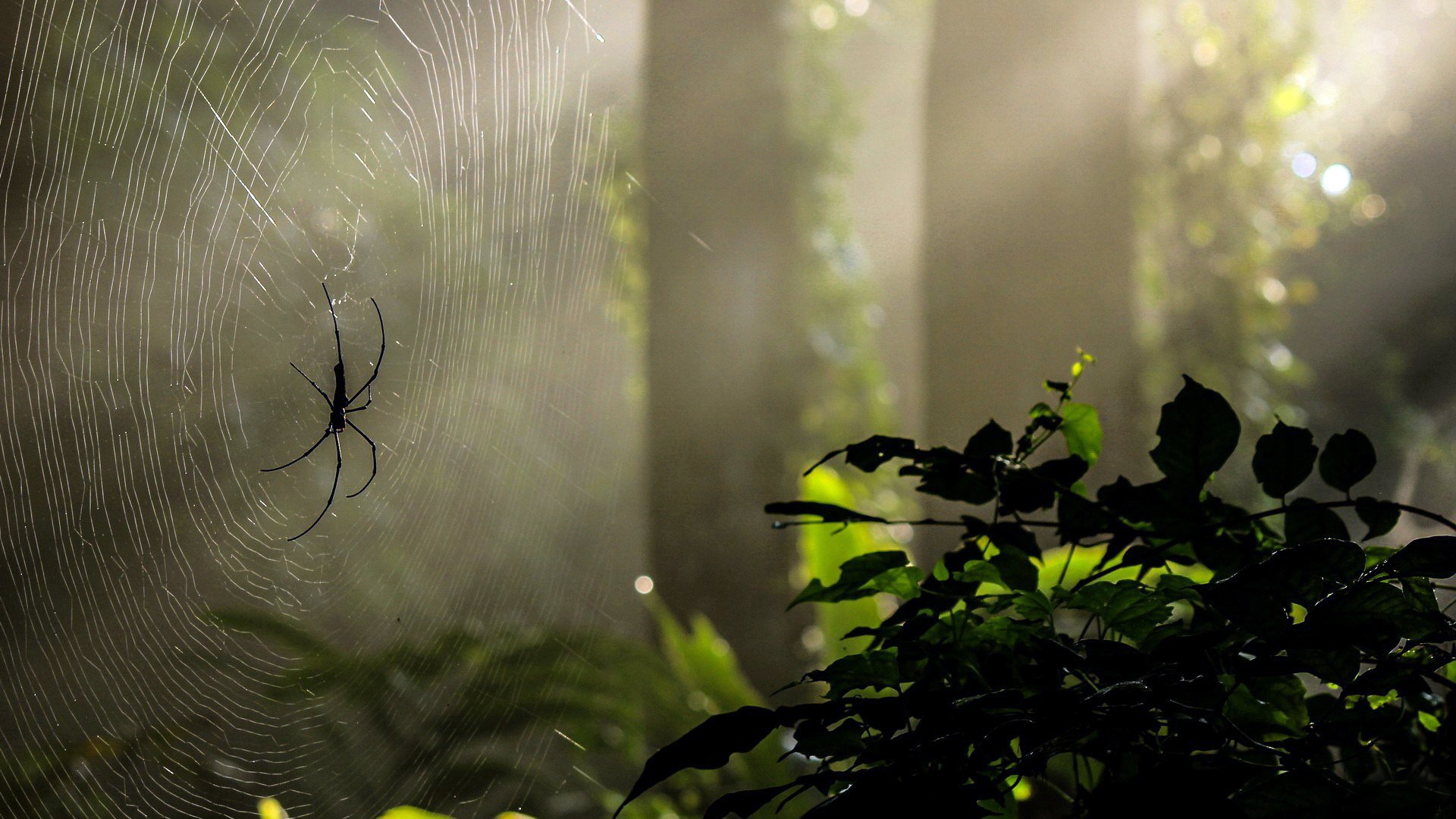 wald natur grün bäume spinnennetz spinne licht strahlen