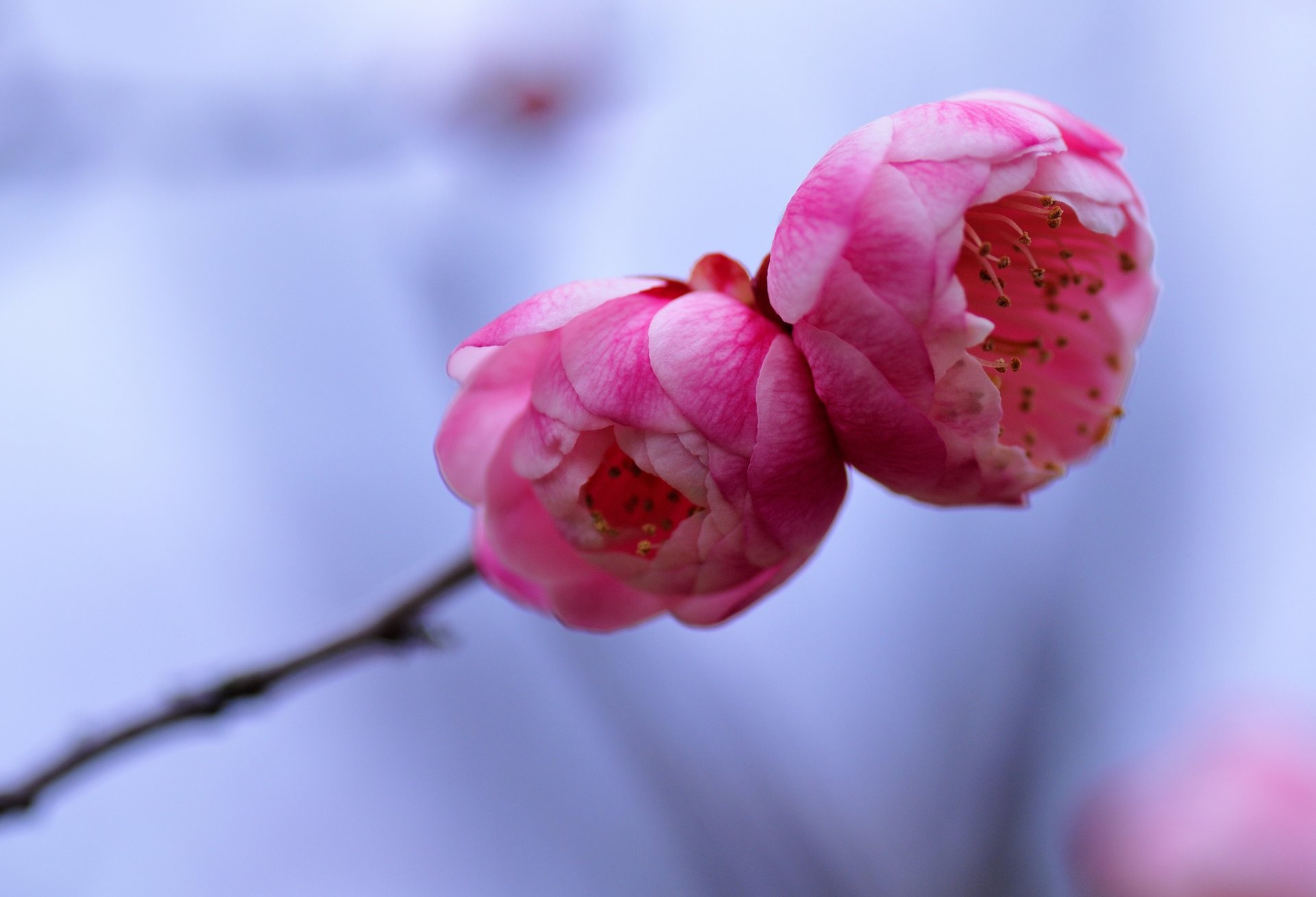 prugna albero ramoscello rosa fiori petali macro sfocatura blu sfondo