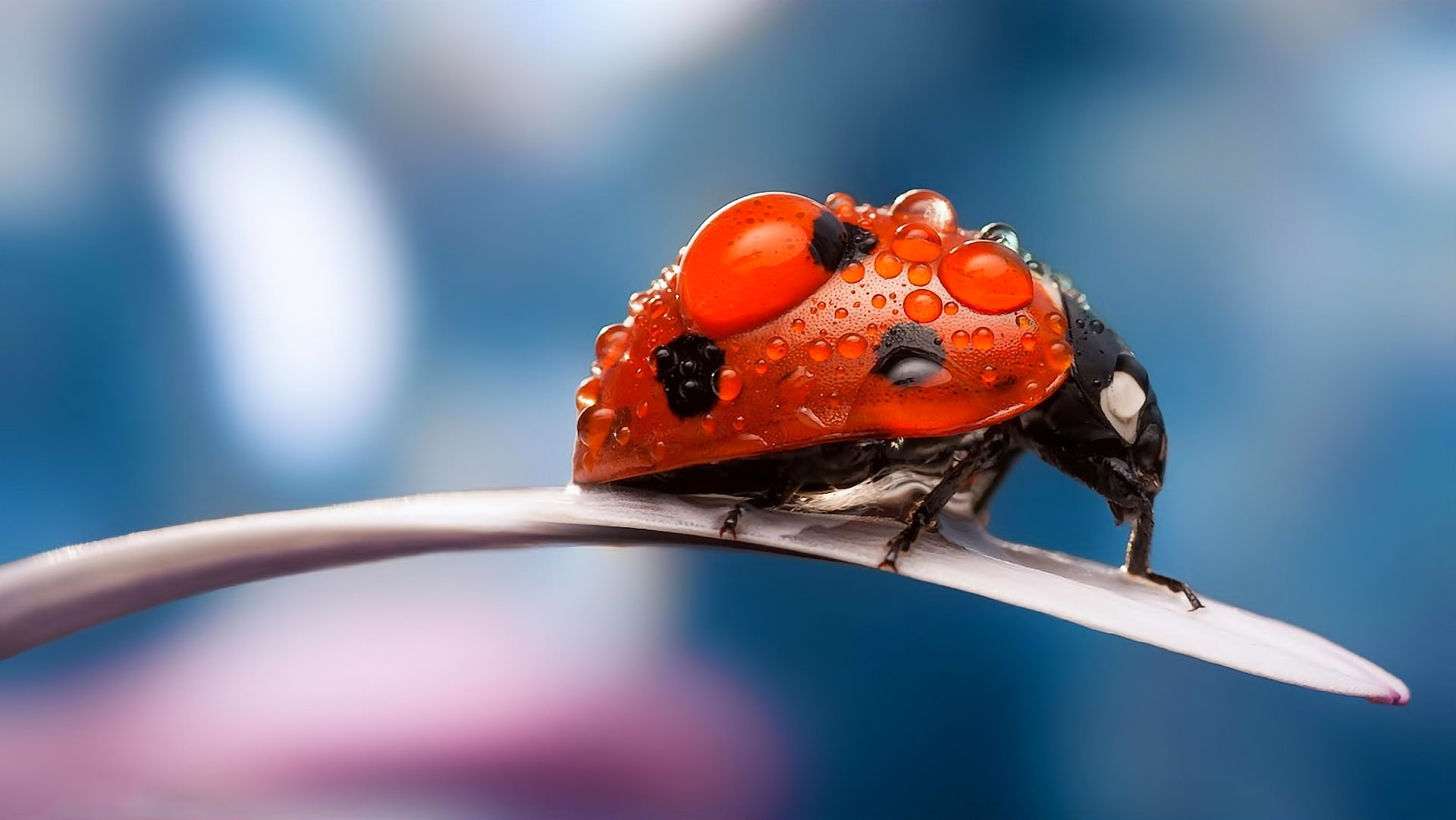 gros plan insectes nature coléoptères coccinelle pétale rosée gouttes