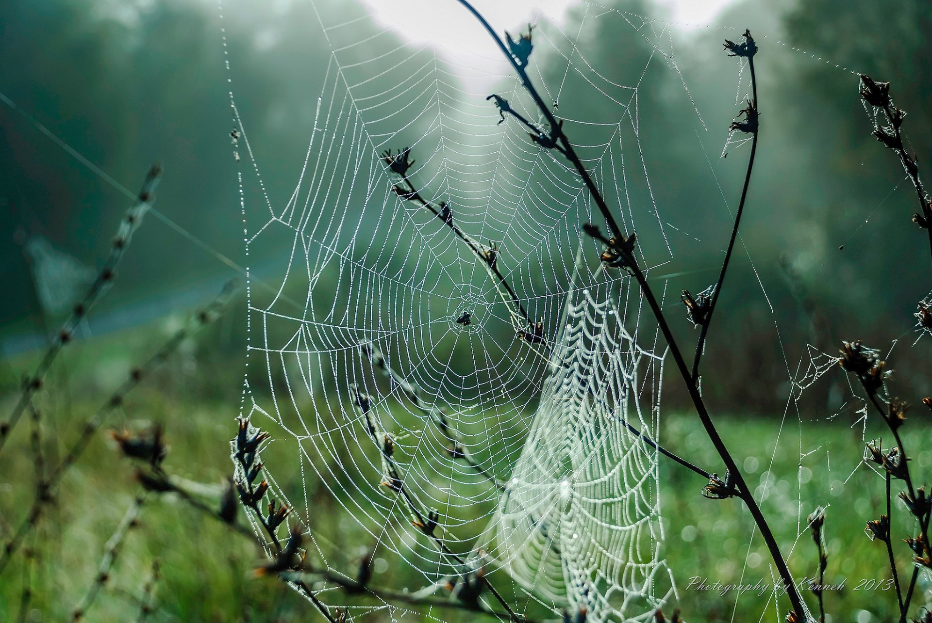 macro ragnatela rugiada gocce nebbia erba autunno settembre