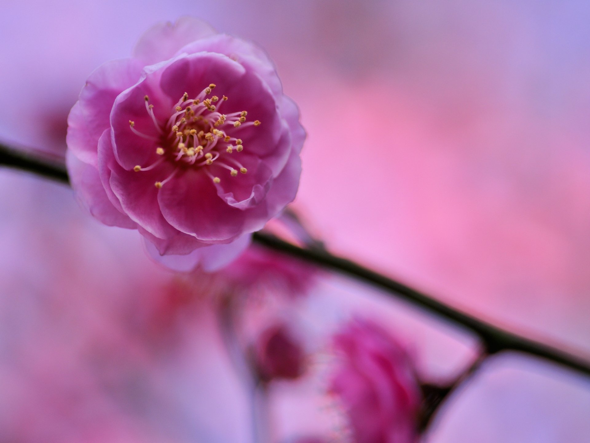 prune arbre brindille rose fleur pétales macro flou