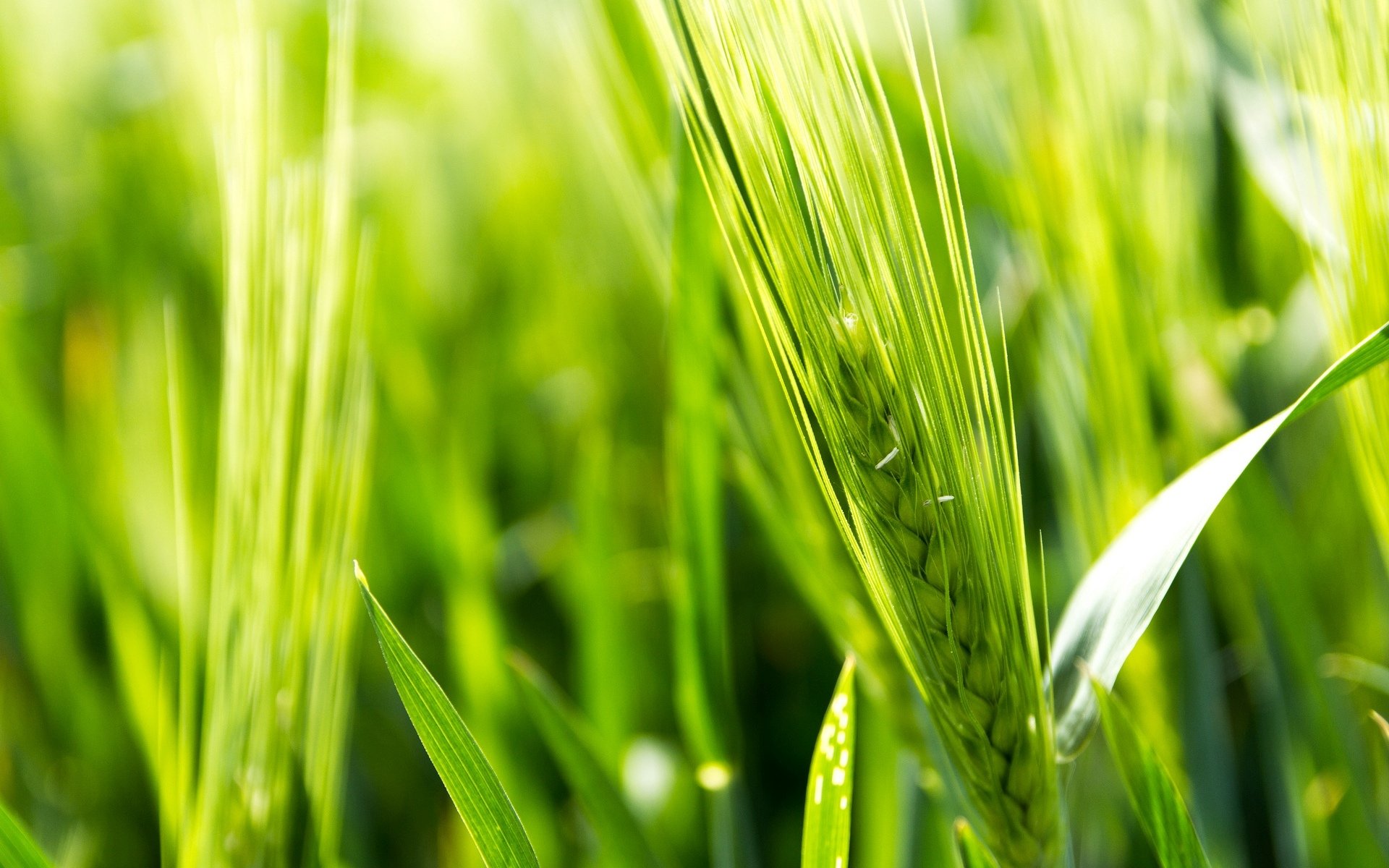 macro campo grano segale spighetta spighette spighette verde sfondo carta da parati widescreen schermo intero widescreen widescreen