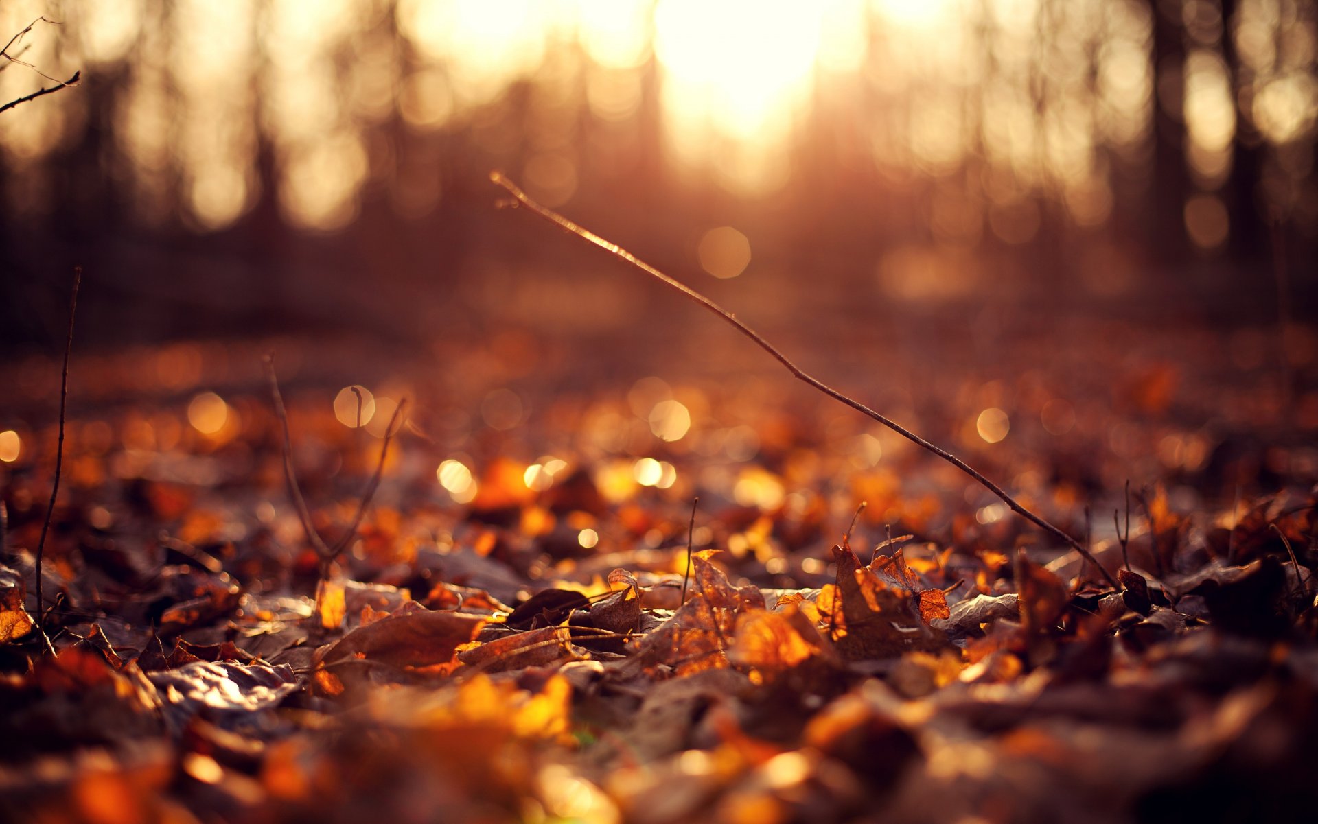 macro leaves leaves autumn sun background flowers flower flower pink petals wallpaper widescreen fullscreen widescreen widescreen