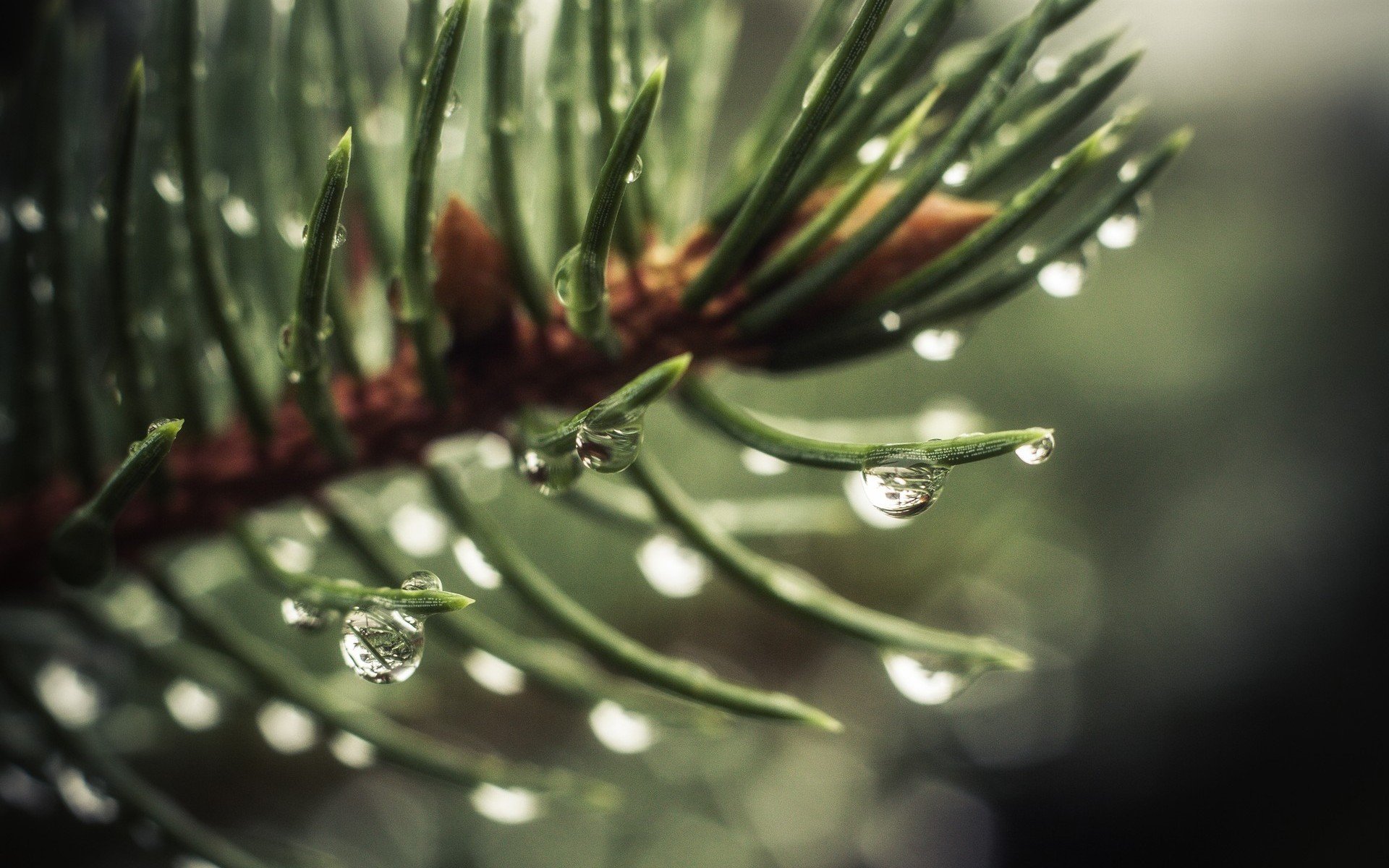 macro acqua goccia rugiada abete rosso albero di natale albero verde sfondo carta da parati widescreen schermo intero widescreen