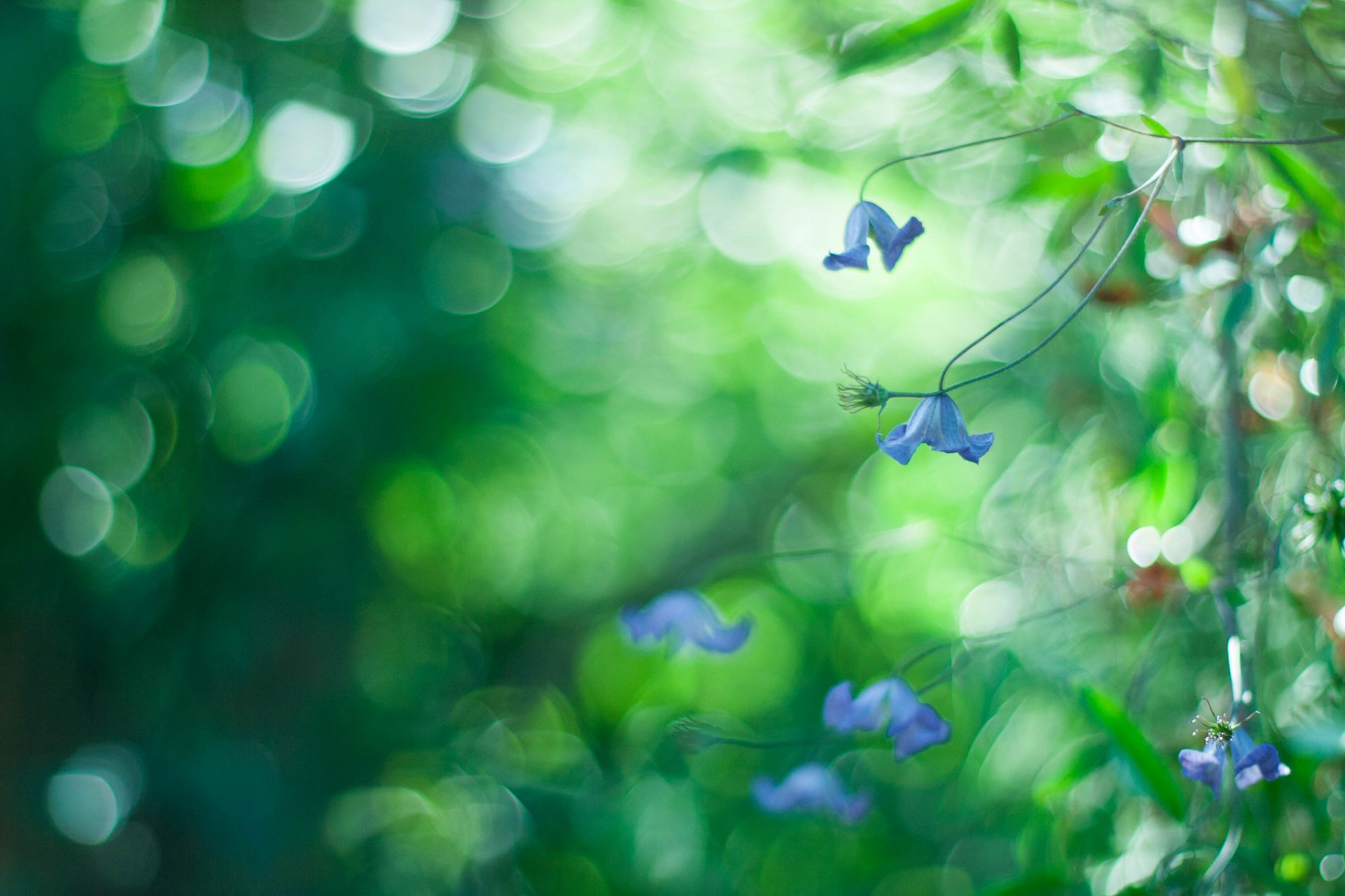 flower close up blue bokeh