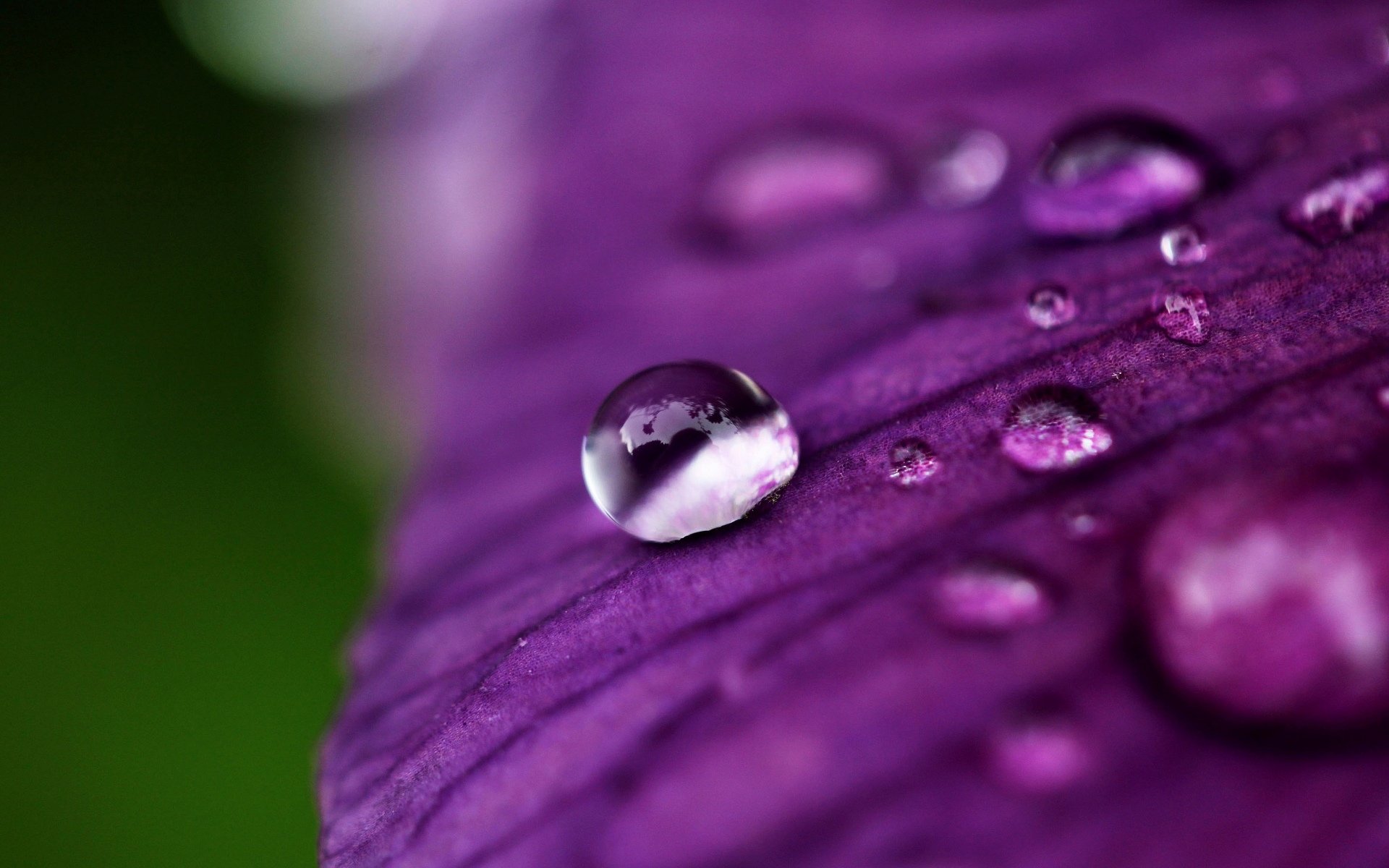 macro fiori fiorellino petalo rugiada acqua goccia viola sfondo carta da parati widescreen schermo intero widescreen widescreen