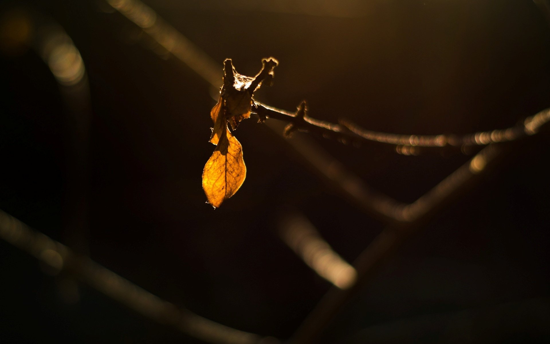 macro leaf leaflet leaves branch tree yellow dark bokeh blur background macro leave wallpaper widescreen fullscreen widescreen widescreen