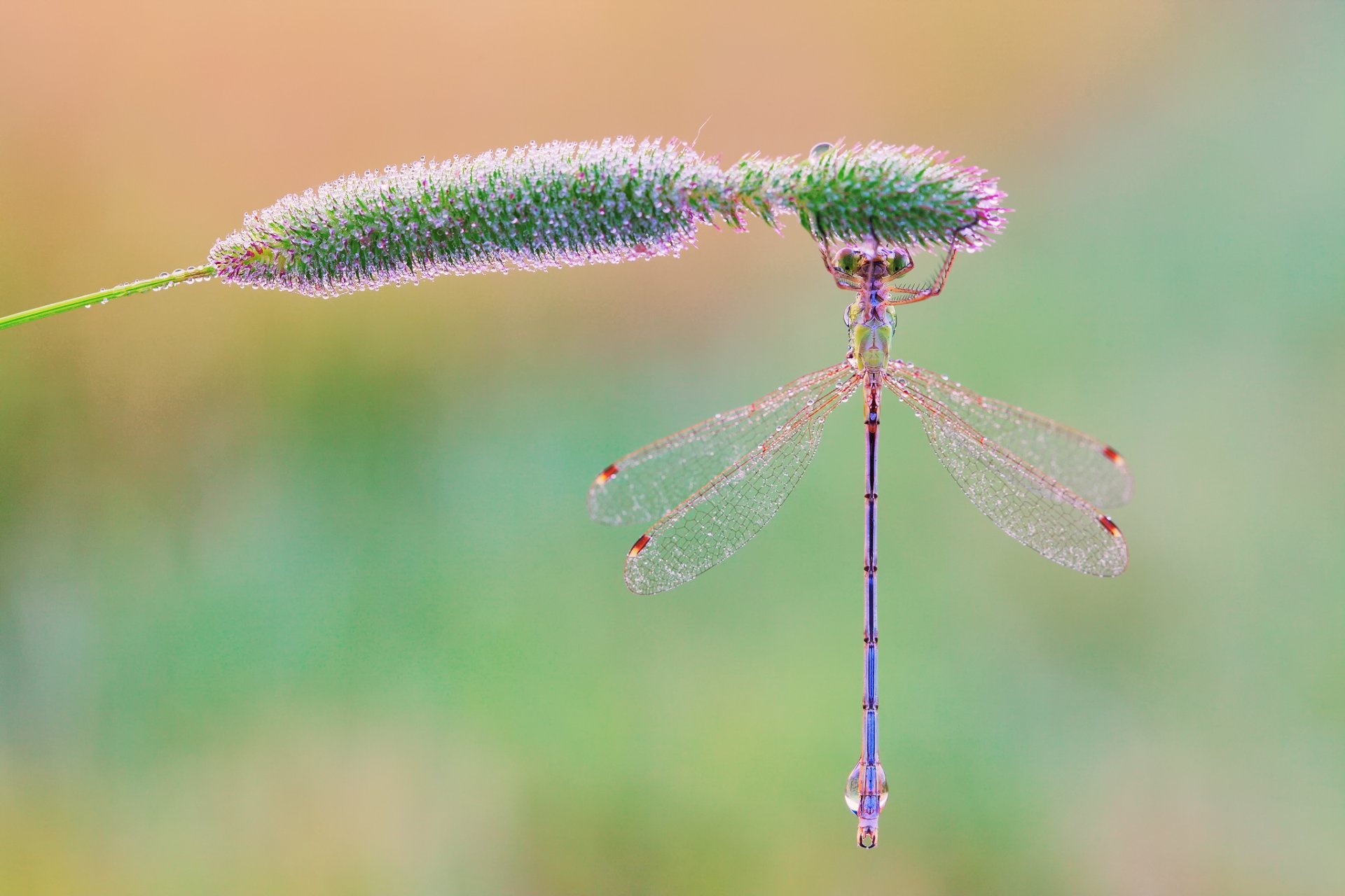 close up dragonfly grass rosa drops morning background