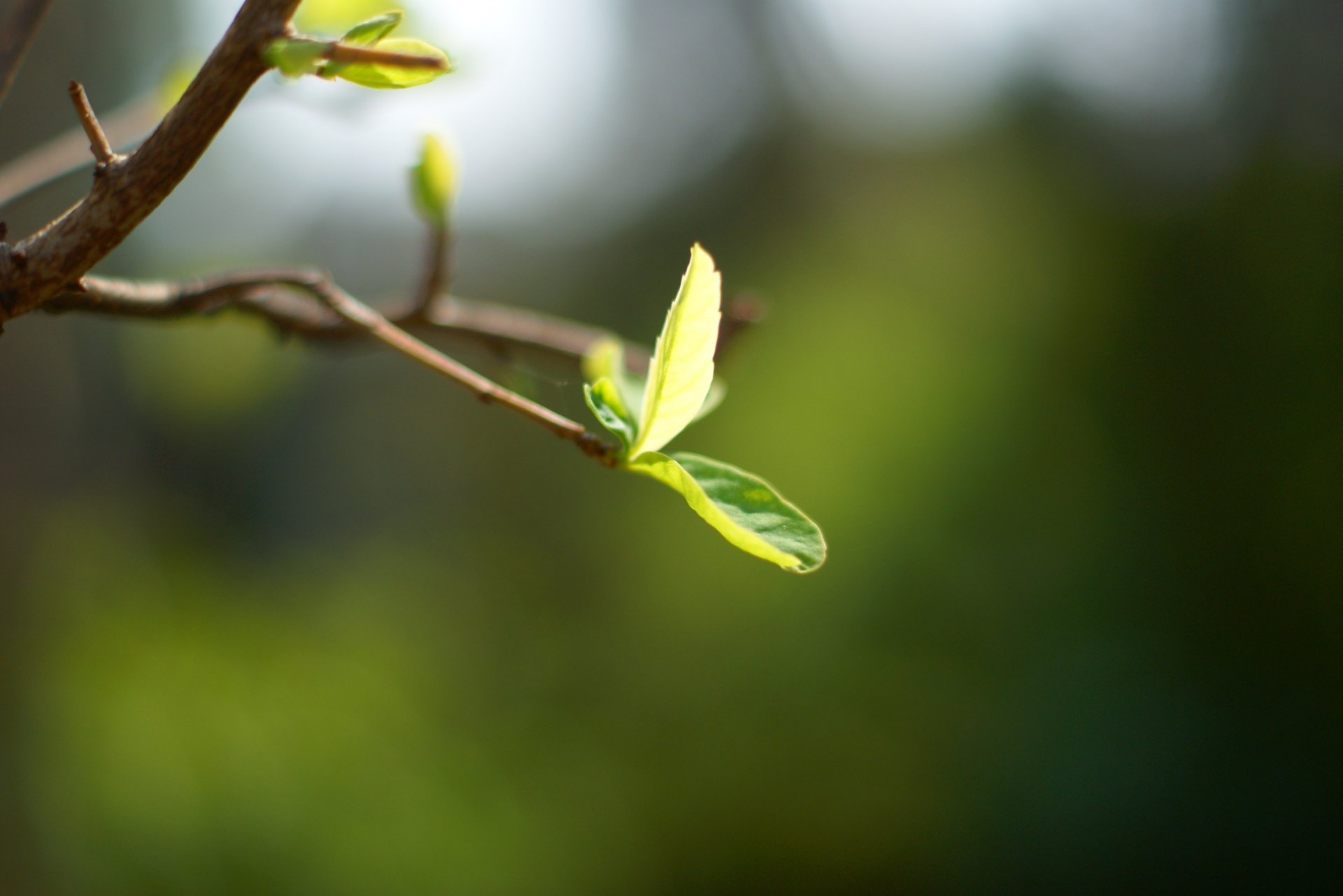 macro leaf leaflet branch tree green background wallpaper widescreen fullscreen widescreen widescreen