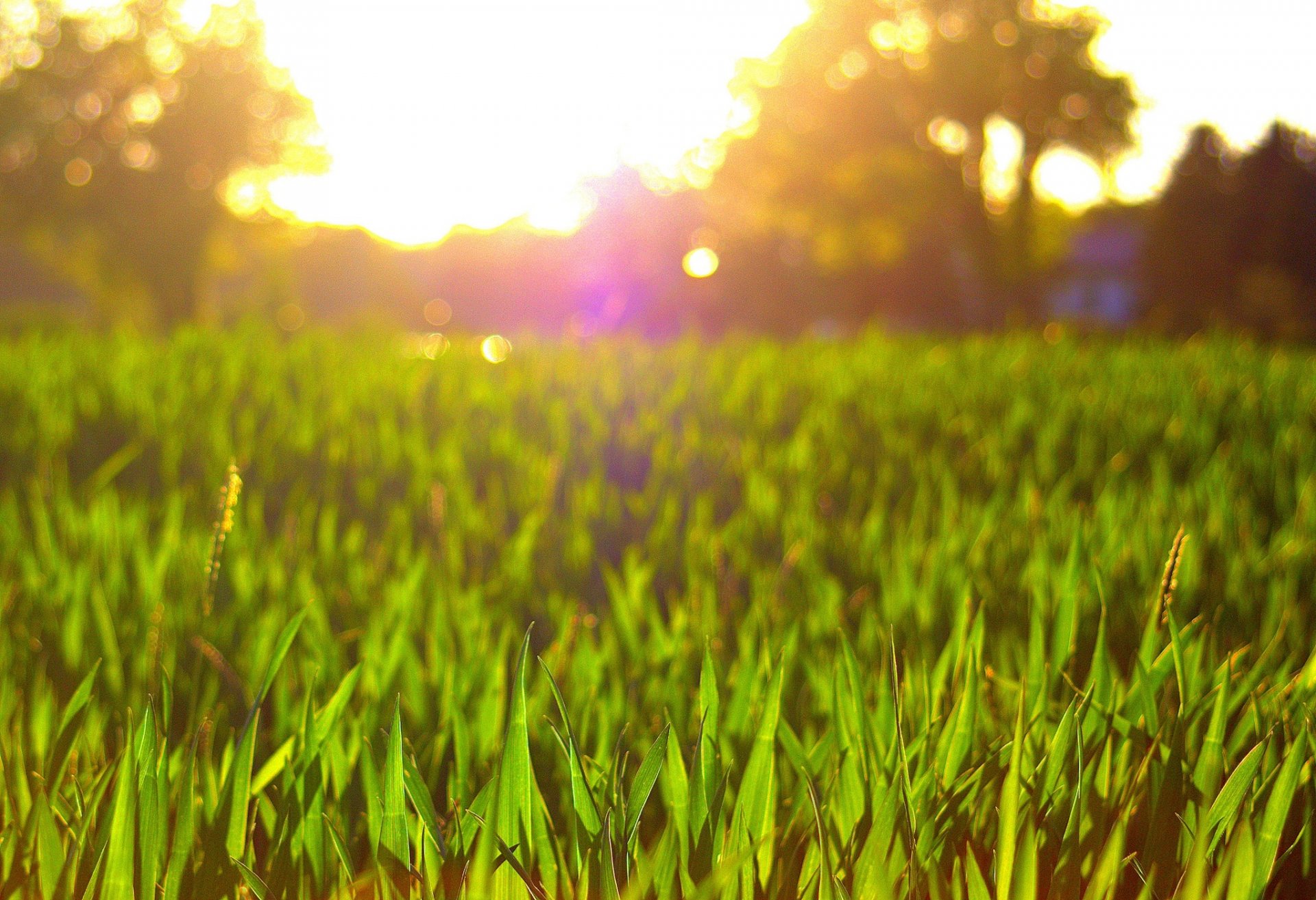 makro gras grün wiese sonne hintergrund blumen blume blume rosa blütenblätter tapete widescreen vollbild widescreen widescreen