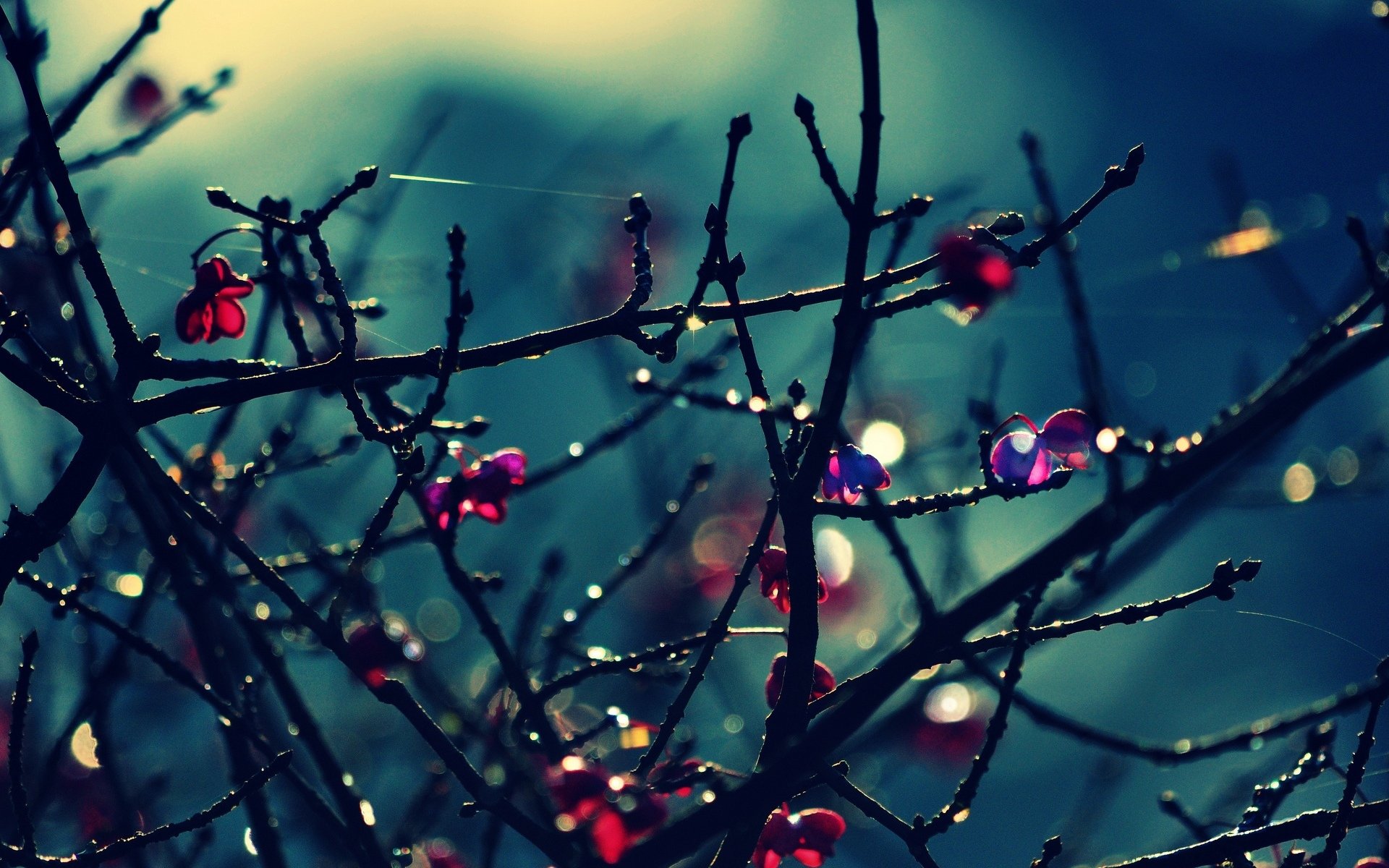 makro zweige blätter baum bokeh bäume blumen blumen rosa hintergrund tapete widescreen vollbild widescreen widescreen