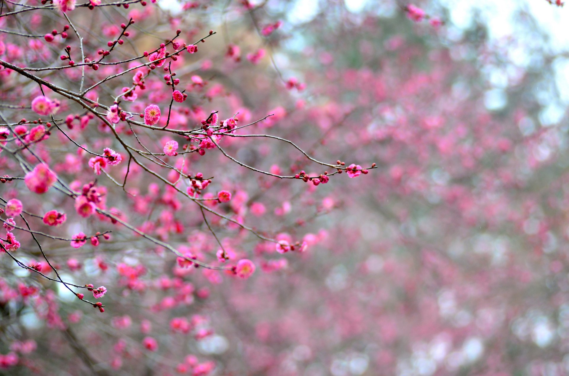 japón árbol albaricoque ramas floración flores rosa carmesí pétalos macro enfoque desenfoque