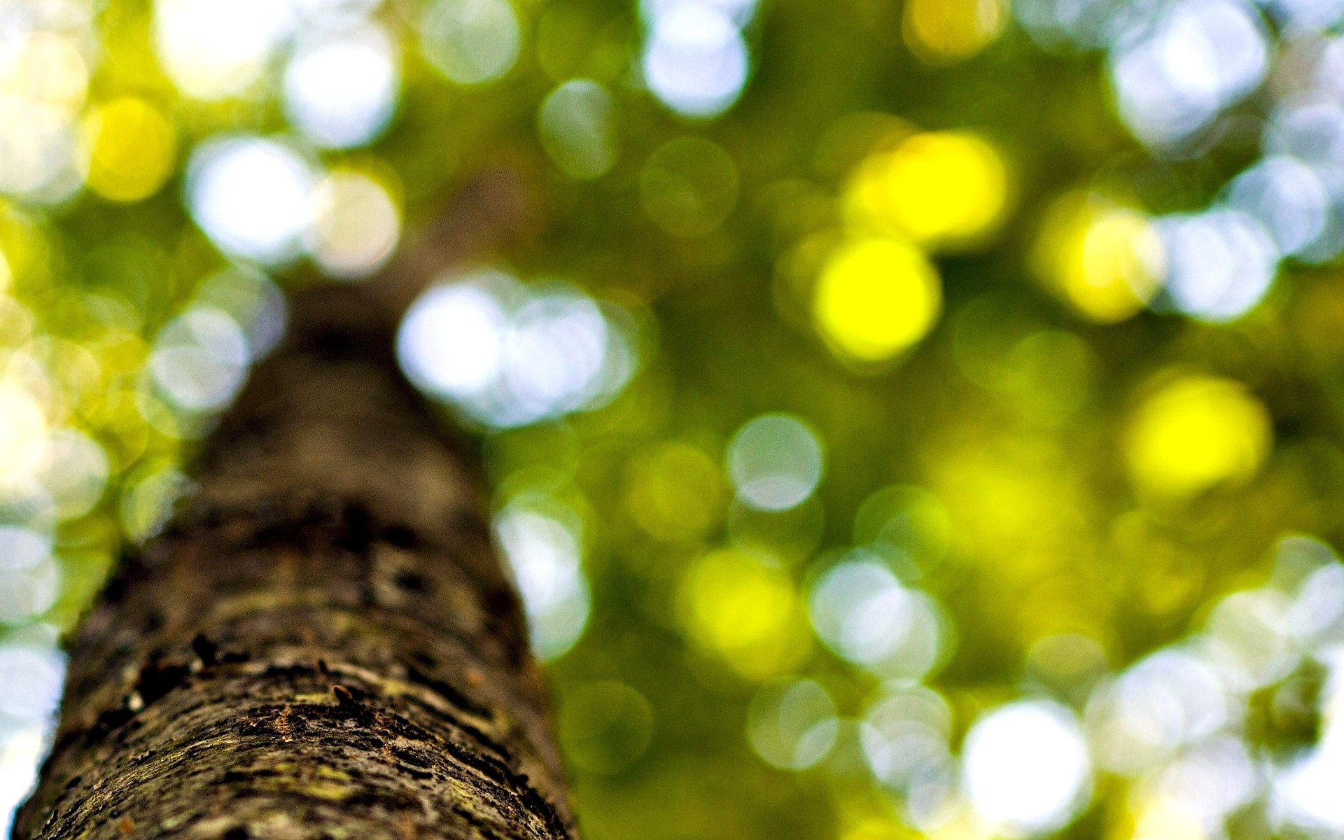 macro albero alberi corteccia tronco foglie foglioline fogliame sfocatura bokeh sfondo carta da parati widescreen schermo intero widescreen widescreen