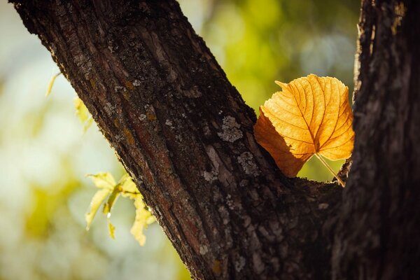 A blurry yellow leaf on a tree