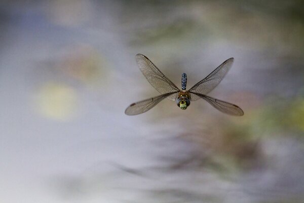 Trackosis in flight on a blurry background