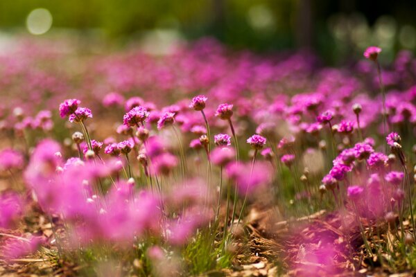 Riprese macro di piccoli fiori rosa