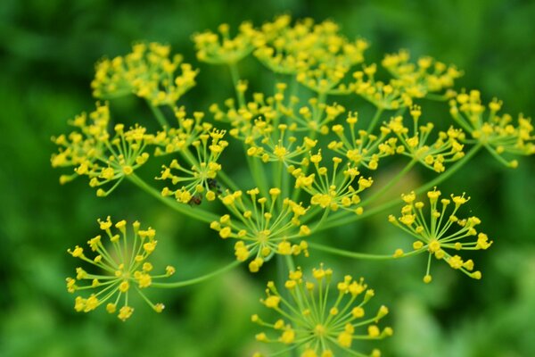 Inflorescencia de eneldo verde brillante