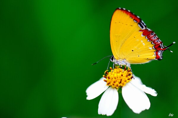 A butterfly on a flower. Green background for butterfly