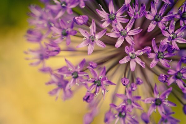 Makrofoto von lila Gartenzwiebeln