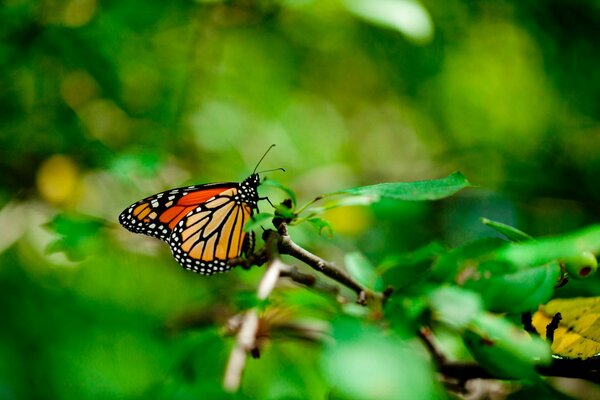 Una mariposa se sienta en una hoja de un árbol