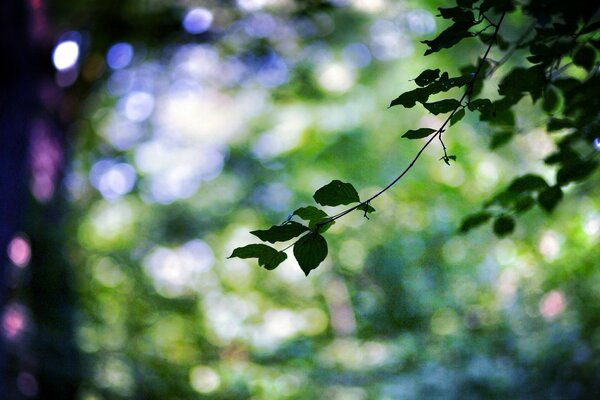 Makroaufnahme eines Zweigs im Wald