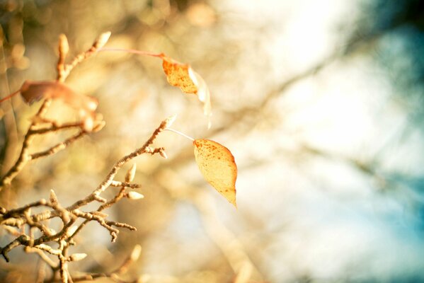 Macro photography of autumn yellow leaves