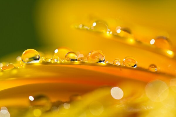 Highlights of a drop of water on orange petals