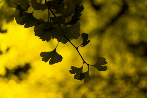 Feuilles closeup sur fond jaune - vert