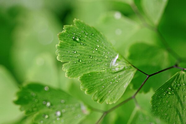 Dew drops on green leaves close-up