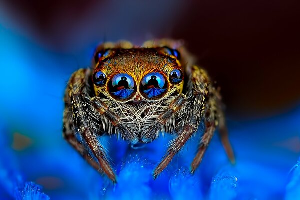 Macro di un ragno su sfondo blu