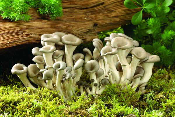 Mushrooms and moss on a tree