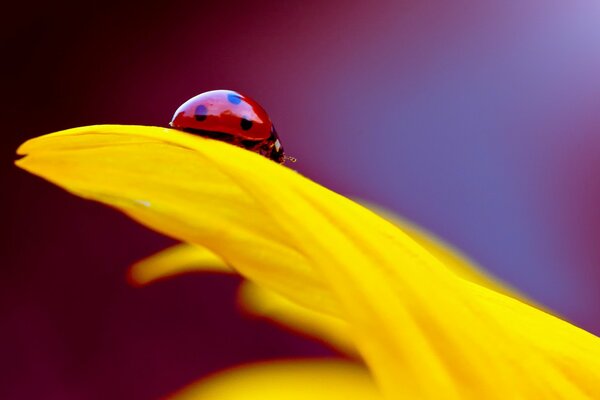 A bright ladybug on a delicate yellow petal