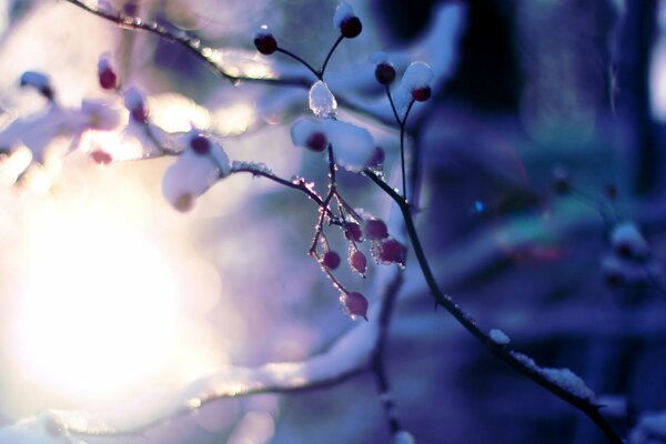 Die Früchte eines Baumes auf einem Ast im Schnee