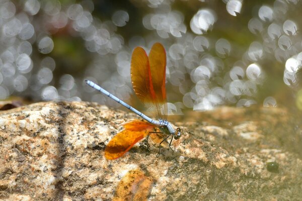 Libellula con ali arancioni sulla pietra