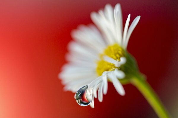 Scatto macro di una goccia. Margherita su sfondo rosso