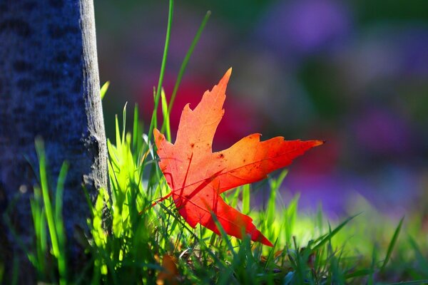 Feuille d automne rouge sur une Prairie verte