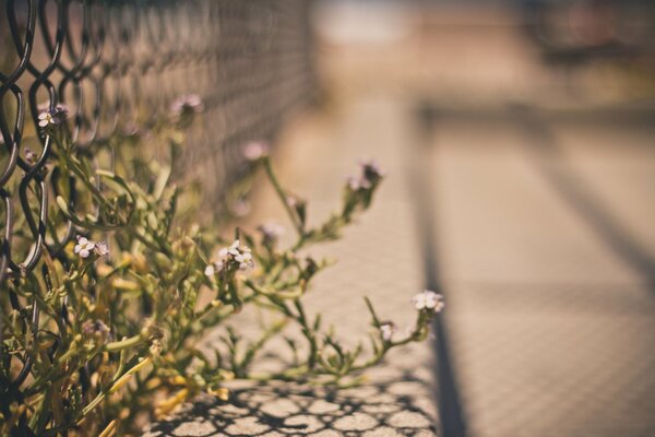 Blumen am Zaun-Gitter auf verschwommenem Hintergrund