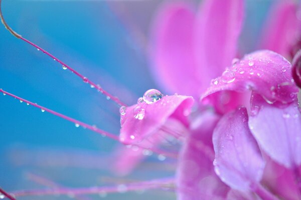 Fleur rose en gouttes de rosée sur fond bleu