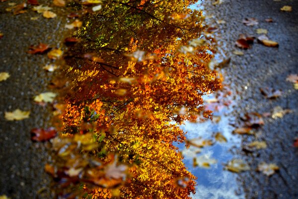 Autumn foliage with a reflection of the sky in a puddle