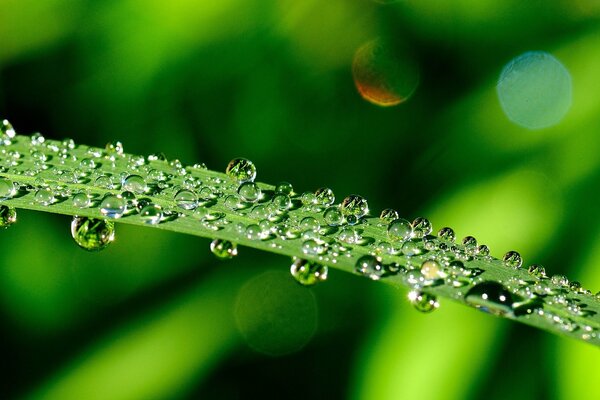 Gouttes d eau sur une feuille verte