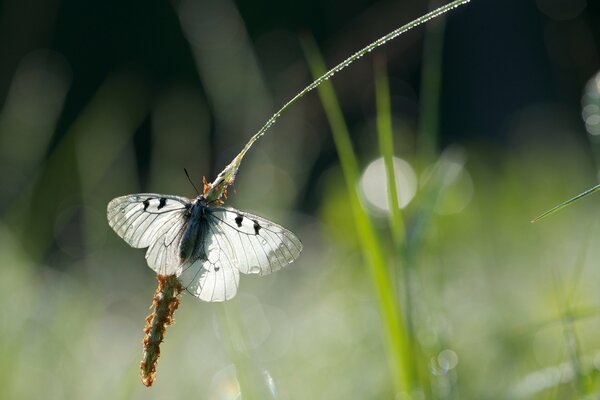 Motyl na kłosku po deszczu