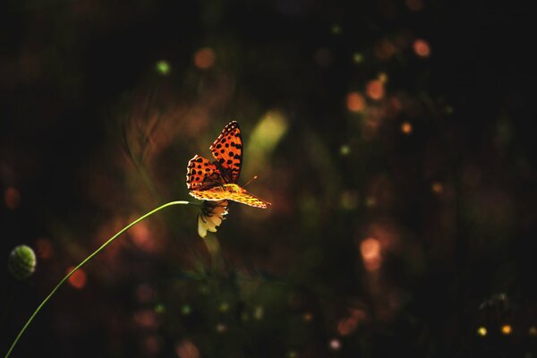 Title papillon de nuit sur une fleur dans l herbe