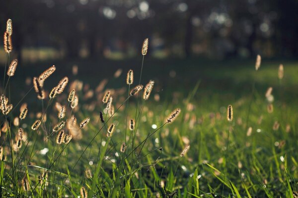 A living green carpet. the ears of corn waving in the wind