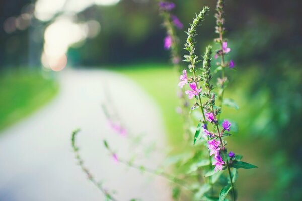 Fiore rosa solitario vicino alla strada