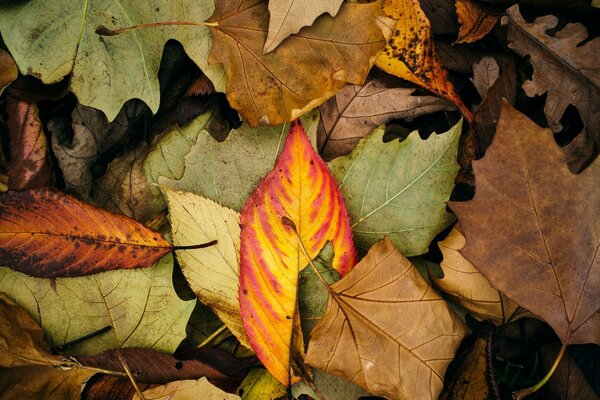 Feuilles d automne tombées. macrophotographie