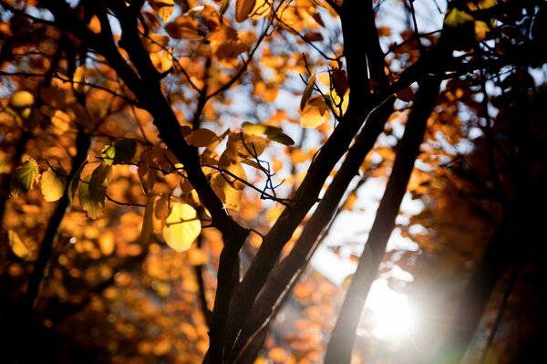 Foglie arancioni su un albero