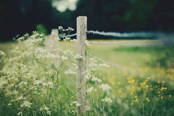 Title fondo de pantalla con flores amarillas y valla blanca